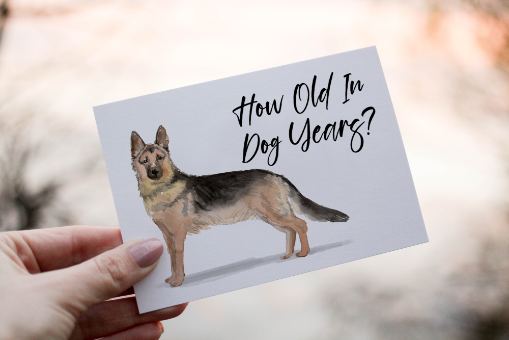 German Shepherd Dog Birthday Card, Dog Birthday Card